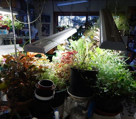 How to Turn a Basement Into a Greenhouse - FineGardening Basement Greenhouse Diy, Greenhouse Laboratory, Basement Greenhouse, Cool Greenhouse, Rustic Greenhouses, Basement Garden, Greenhouse Kitchen, Homemade Greenhouse, Cheap Greenhouse