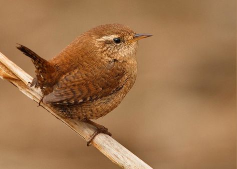 Wren Greeting Card featuring the photograph Wren On A Stick by Izzy Standbridge Brown Bird, Airbrush Art, Backyard Birds, All Birds, Bird Pictures, Pretty Birds, Bird Photo, Colorful Birds, Little Birds