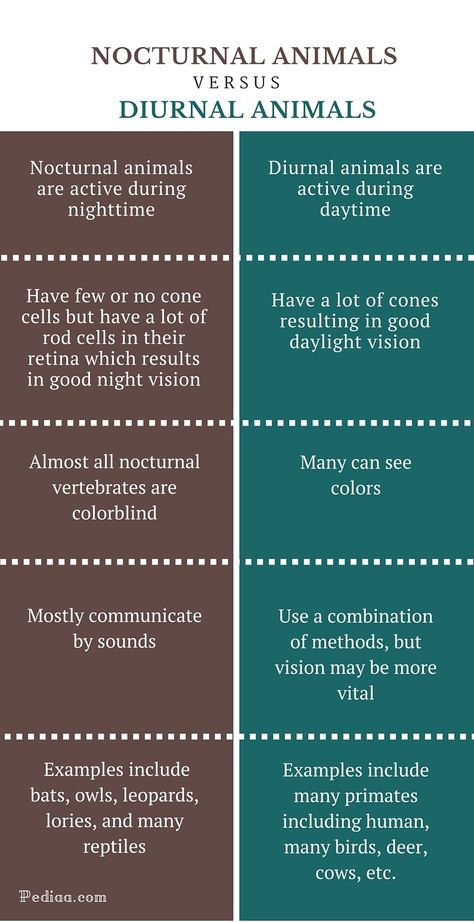 Forest Animal Sensory Activities, Diurnal And Nocturnal Animals, Mammal Unit Study, Animal Adaptations Activities, Nocturnal Animals Activities, Diurnal Animals, Animal Facts For Kids, Animals Activities, We Are Scientists