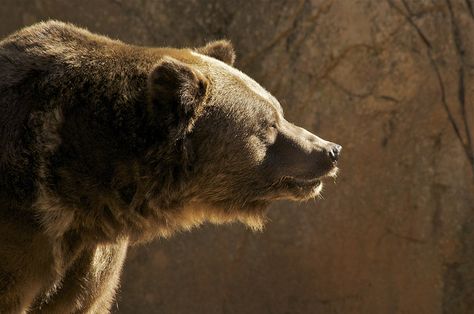 A grizzly profile by ucumari, via Flickr Bear Profile, Black Bears Art, Humor Animal, Grizzly Bears, Animals To Draw, Brown Bears, Bear Pictures, Animal Reference, Animal References