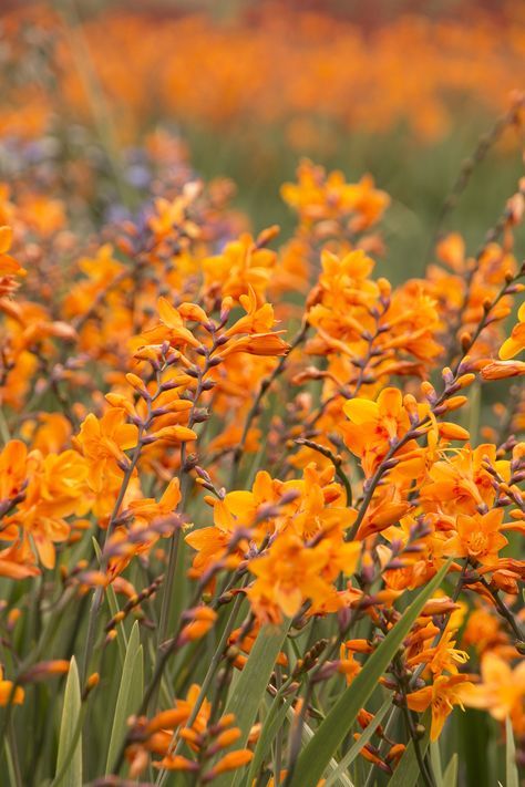 Columbus Montbretia provides month and months (and months) of arching spikes drenched in rich color loved by butterflies. Excellent cut flower and adds delicate-but-dramatic impact and scale to borders. Full sun. Zone: 6 – 10 Montbretia Crocosmia, Crocosmia Lucifer, Zone 8b, Yard Plants, Monrovia Plants, Zone 10, Full Sun Perennials, Gardening Zones, Full Sun Plants