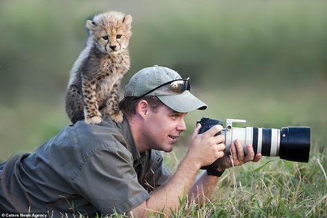 A cheeky cheetah cub clambers on wildlife photographer Stu Porter and perches on his shoulder after sneaking up behind him