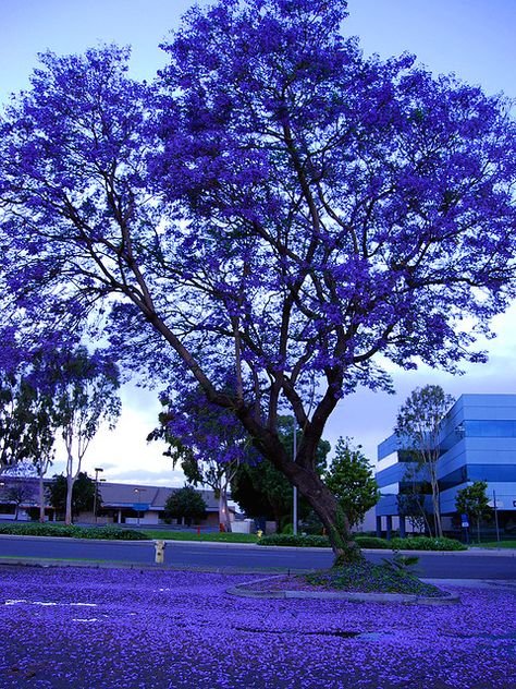 Jacaranda Tree, Unique Trees, Colorful Trees, Nature Tree, Garden Trees, Flowering Trees, Beautiful Tree, Dream Garden, Nature Wallpaper