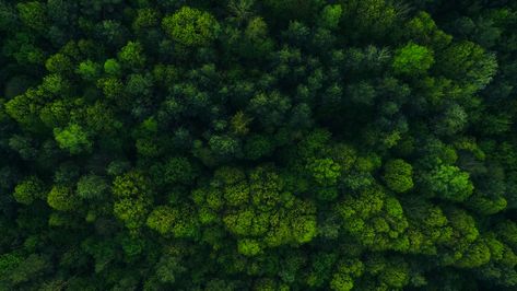 Deep forest aerial 4K footage Forest Horizontal, Aerial Forest, Hd Landscape, Fashion Web Design, Wild Forest, Forest Wallpaper, Polymer Clay Miniatures, Clay Miniatures, Deep Forest