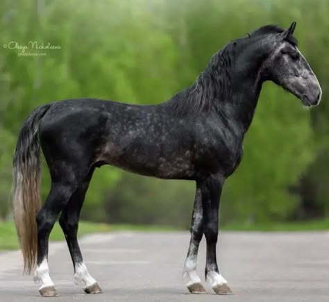 Orlov Trotter Horse, Orlov Trotter, Dapple Grey Horses, Horse Markings, Animal Studies, Going Grey, Hanoverian, Reference Pics, Animal Study