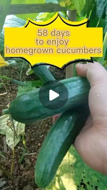 Grow Pro Tips 🌱 on Instagram: "The Ultimate Guide to Snack Cucumber Seed Planting 🥒🥒🥒
#cucumbers #gardening #gardeners #gardeninspiration #gardenlove #gardenideas #cucumber #organicgardening #seeds #seeding #cucumbers #gardens #healthyfood #healthy #organicgarden #growyourownfood #organicgardening #growwhatyoueat #eatwhatyougrow #eatclean #growyourown #growup #growing" Snack Cucumber, Planting Cucumbers, Seed Planting, Cucumber Seeds, Growing Cucumbers, Grow Your Own Food, Garden Lovers, Planting Seeds, Organic Gardening