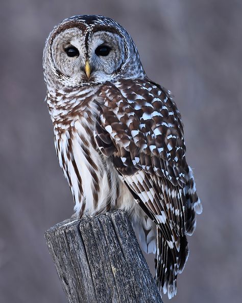 This is a large digital download of Pamela Peters award winning photograph "An Owl's Wisdom".  This image has been recognized by the International Bird Photography Awards and The Muse Awards.  This closeup of a barred own resting on a fence post will bring a touch of serenity to your office, living room bedroom or any other place in your house.  Enjoy this framed, print it on metal or wood or any other type of platform. Owl Pictures Photography, Beautiful Owl Photography, Barred Owl Photography, Cute Animal Photography, Barred Owls, Owls Art, Owl Portrait, Owl Wisdom, Owl Photography