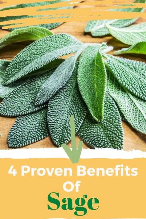 4 Proven Benefits Of Sage: Major Properties And Best Uses • Fit as a Fiddle Sage Properties, Sage Health Benefits, Benefits Of Sage, Estrogen Deficiency, Sage Benefits, Holistic Health Nutrition, Sage Tea, Sage Essential Oil, Stomach Pain