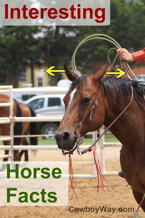 Horse Facts Interesting, Horse Facts For Kids, Interesting Facts About Horses, Horse Teeth, Facts About Horses, Horse Massage, Horse Behavior, Horseback Riding Tips, Horse Lessons