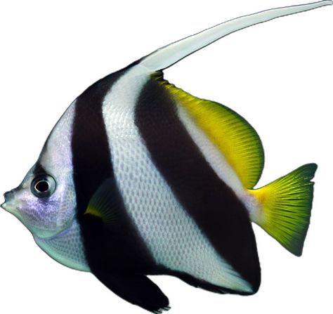 Moorish Idol, Fish Paintings, Fish Painting, The Black, Black White, Paintings, Fish, Black And White, Collage