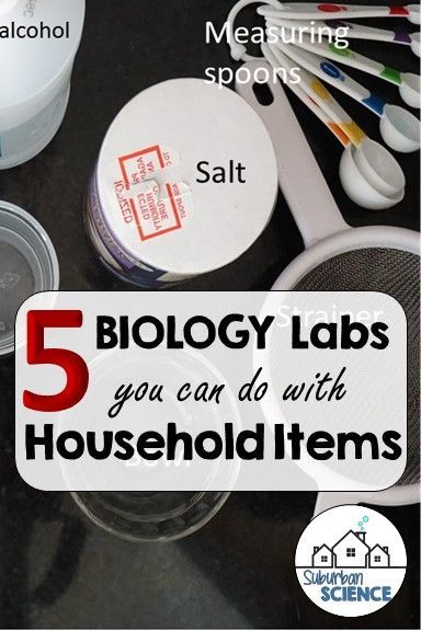 Biology Experiments, School Science Experiments, Biology Activity, Life Science Activities, School Biology, Biology Projects, Biology Classroom, 7th Grade Science, Study Hacks