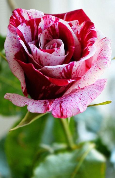 https://www.pinterest.com/lisa_iwalani/ Hybrid Tea Roses, Nature Garden, Beautiful Rose Flowers, Tea Roses, Love Rose, Rose Flowers, Exotic Flowers, Flower Beauty, Beautiful Rose