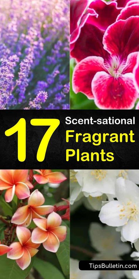 Try these 17 fragrant plants for your home, patio, or yard! Discover fragrant indoor plants like lavender and eucalyptus that are natural deodorizers. Learn which outdoor plants have the strongest scented flowers for daytime or moon gardens. #fragrantplants #indoorplants #outdoorplants Fragrant Indoor Plants, Mock Orange Shrub, Best Smelling Flowers, Moon Gardens, Greenhouse Diy, Night Blooming Flowers, Scent Garden, Scented Geranium, Living Sustainably