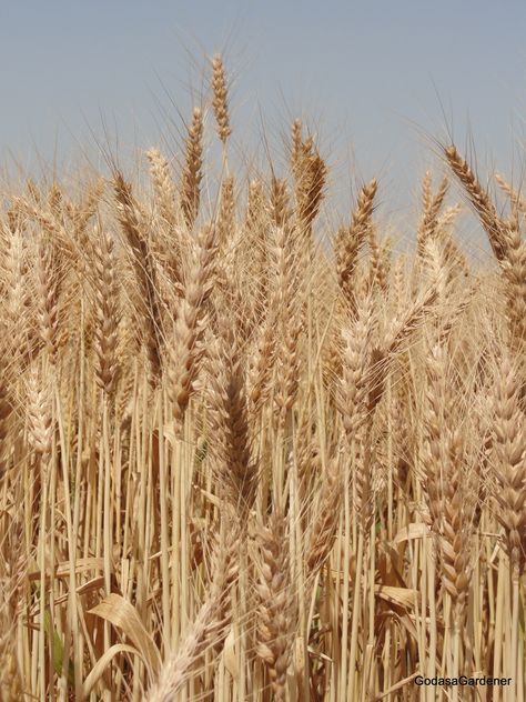 Wheat was used throughout the Bible. It was the grain in the Presence Bread in the Tabernacle Son Of Demeter Aesthetic, Demeter Cabin Aesthetic, Cabin 4 Demeter Aesthetic, Cabin 4 Aesthetic, Cabins Aesthetic, Demeter Aesthetic, Demigod Aesthetic, Demeter Cabin, Chb Cabins