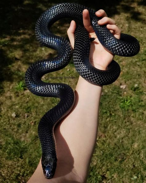 Brazilian Rainbow Boa, Snake Photos, Milk Snake, Stories Pictures, Snake Black, Boa Constrictor, Corn Snake, Pet Snake, Ball Python