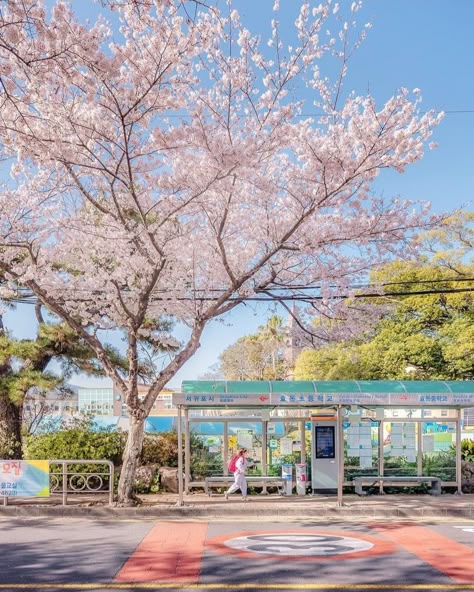 Cheery blossoms in Jeju 🌸 Nature In Korea, Jeju Island Wedding, South Korea Jeju Island, Jeju Island Aesthetic Wallpaper, Jeju Island Wallpaper, Korea Jeju Island Aesthetic, Jeju Photography, Jeju Island Photography, Korean Jeju Island