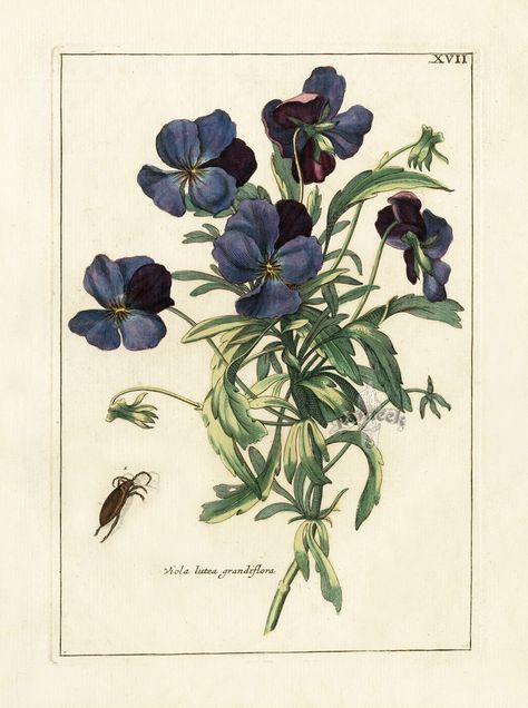 botanical engraving "viola lutea grandiflora" Lavender Aura, Alphabet Graffiti, Botanical Illustration Vintage, Sweet Violets, Illustration Botanique, Graffiti Alphabet, Chic Flowers, Vintage Botanical Prints, Botanical Illustrations