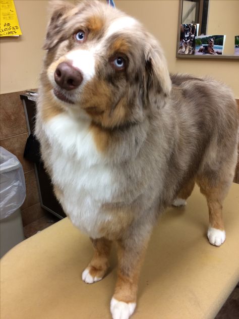 Buddy the Australian Shepherd Australian Shepherd Haircuts, Groomed Australian Shepherd, Mini Australian Shepherd Haircut, Aussie Grooming Styles, Malibu Haircut, Aussie Haircut Styles, Aussie Haircut, Australian Shepherd Haircut Styles, Australian Shepherd Grooming Styles