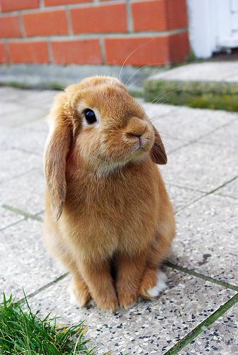 I don't know why, but I just I feel very kindred with rabbits. Regnul Animal, Brown Rabbit, Nosara, Fluffy Bunny, Bunny Pictures, Baby Bunnies, Hamsters, Cute Creatures