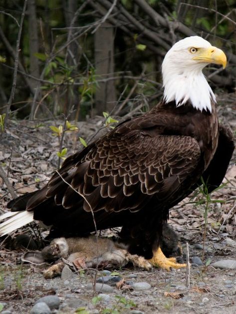 20 Amazing Wildlife Photos in Yellowstone National Park | Birds and Blooms Yellowstone Wildlife, Montana Wildlife, Yellowstone National Park Photography, Best Rv Parks, North American Wildlife, Visit Yellowstone, Bull Elk, National Parks Photography, American Animals