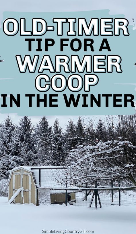 Transform your chicken coop into a composting powerhouse with the Deep Litter Method! Keep your coop warmer throughout the winter while creating nutrient-rich compost for your garden. With a few simple steps like adding fresh bedding, ensuring proper ventilation, and turning the litter, you can create a healthy, home for your flock. #ChickenKeeping #Composting Insulate Chicken Coop, Chicken Coop Heating Ideas, How To Winterize Chicken Coop, Winter Chicken Coop Ideas, Chicken Coop Insulation Ideas, Winterizing Chicken Coop, Winter Chicken Coop, Chicken Feed Recipes, Deep Litter Method