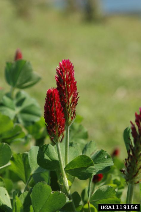 Crimson Clover Tattoo, Bud Tattoo, Crimson Clover, Plant Names, Community Gardens, Clover Tattoos, Aesthetic House, Simply Red, Flower Plants