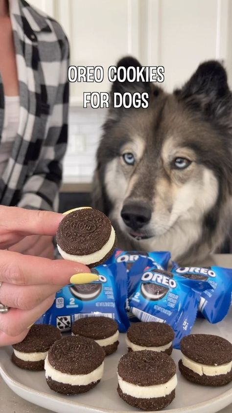 The Husky Fam on Reels | The Benny Goodman Orchestra · Sugar Foot Stomp Dog Sandwich Cookies, Dog Oreos, Puppy Treats Homemade, Dog Bday, Cookies For Dogs, Dog Food Recipes Crockpot, Healthy Dog Snacks, Dog Ice Cream Recipe, Pet Bakery