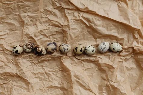 Ready to embark on a rewarding journey in quail breeding? Our Coturnix Quail Egg Breeding Guide offers step-by-step insights to ensure your success. Don't miss out; read on! Quail Breeding, Coturnix Quail, Steps To Success, Quail Eggs, Step By Step, Egg