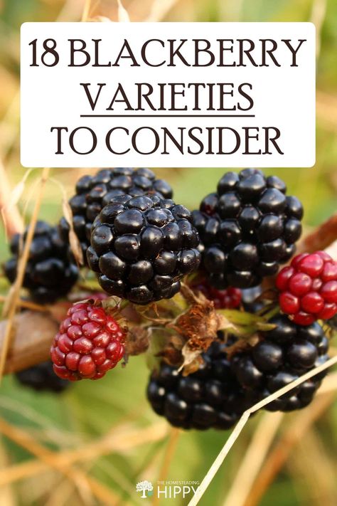 If you're blackberry bushes aren't producing, it may be because you planted the wrong variety. Here are 18 types to consider. #blackberry #gardening Blackberry Bushes, Blackberry Plants, Blackberry Bush, Growing Fruit Trees, Garden Layout Vegetable, Starting A Vegetable Garden, Vegetable Garden For Beginners, Berry Bushes, Fruit Preserves