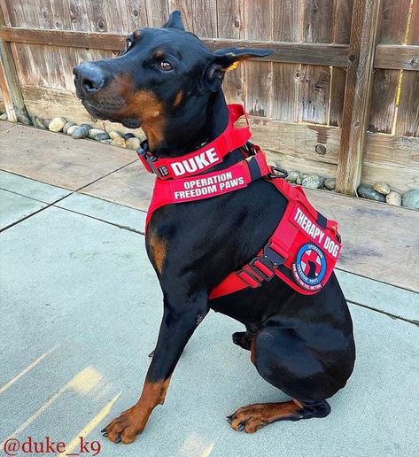 Working Dog Gear, Doberman Service Dog, Service Dog Gear For School, Tactical Dog Gear, Psychiatric Service Dog, Dog Training School, Dog Equipment, Service Dogs Gear, Service Dog Training