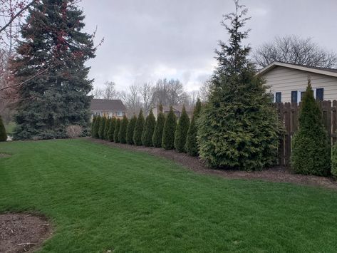 Green Giants Landscaping, Thuja Green Giant Landscape Ideas, Green Giant Arborvitae Landscaping, Leland Cypress, Emerald Arborvitae, Arborvitae Landscaping, Green Giant Arborvitae, Giant Arborvitae, Thuja Green Giant