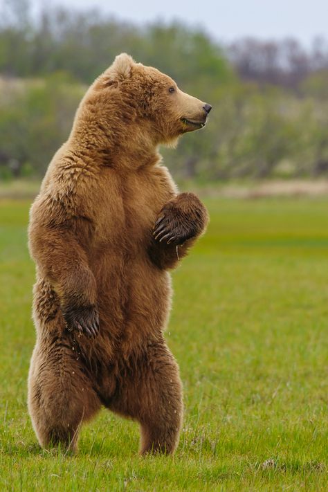 Grizzly Bear (Ursus arctos horribilis) / Grizzly / Image by Thomas Seiler from fotocommunity.de Kodiak Brown Bear, Bear Reference, Kodiak Bear, North American Animals, Bear Sculptures, Bear Character, Bear Photos, Bear Carving, Bear Head