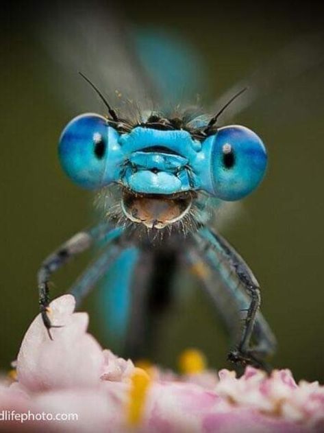 Humor brightens anything associated with it. It has become a bonding glue for photographers and photography / wildlife enthusiasts around the world. This amazing bond of people with nature strengthens the bond we share. With all these difficulties, the competition has received over 7000 votes for their 7th annual competition. This is one of them. Dragonfly Eyes, Dragonfly Artwork, Dragonfly Images, Comedy Wildlife Photography, Dragonfly Photos, Dragonfly Insect, Insect Photography, Dragonfly Art, Beautiful Bugs