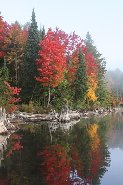 Fall colours in Algonquin Provincial Park. Canadian Forest Aesthetic, Canadian Autumn, Algonquin Provincial Park, Park Wallpaper, Canadian Forest, Canada Landscape, Ontario Parks, Reflection Photos, Algonquin Park