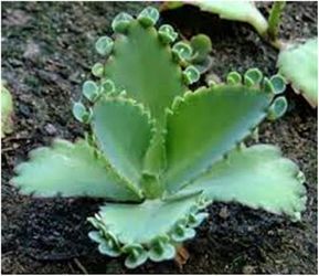 Asombrosas propiedades medicinales Kalanchoe Dulcamara Succulent Gardening, Cactus Y Suculentas, Cactus And Succulents, Natural Home Remedies, Succulents Garden, Cacti And Succulents, Indoor Garden, Horticulture, Organic Gardening