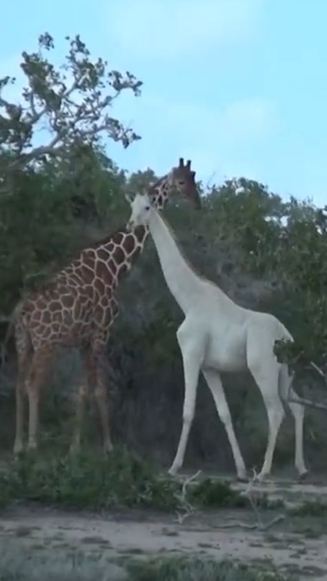 Wild Animals List, Baby Wild Animals, White Giraffe, The Continents, Albino Animals, African Wild Dog, Giraffe Baby, Big Animals, Indian Elephant