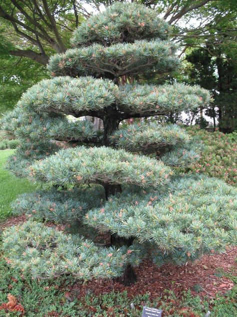 Niwaki Trees, Evergreen Landscape Front Yard, Japanese White Pine, Evergreen Landscape, Conifers Garden, Evergreen Garden, Japanese White, Topiary Garden, Japanese Garden Design