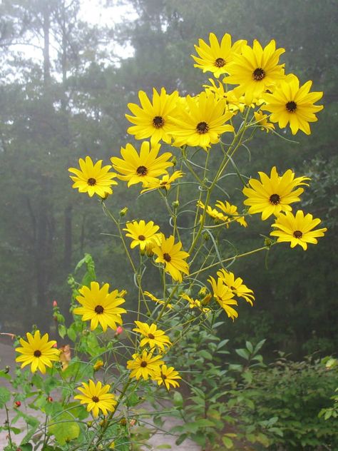 Helianthus angustifolius (Swamp Sunflower) is a perennial herb sometimes as much as 5 feet (1.5 m) tall. Leaves are long and narrow, up to... Perennial Sunflower, Planting Sunflowers, Gardening Zones, Herbaceous Border, Helianthus Annuus, Flower Garden Design, Perennial Herbs, Flowering Plants, Garden Items