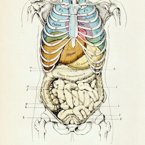 Illustration. Human rib cage over lungs, heart, other lower intestine. Human Organ Diagram, Intestines Anatomy, Human Rib Cage, Medical Drawings, Heart Lungs, Human Organs, Human Organ, Medical Wallpaper, Human Figure Drawing