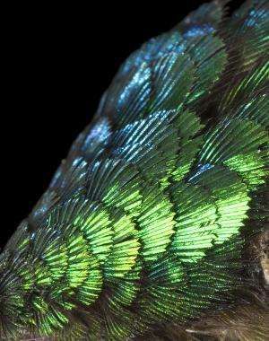 Dinosaur Feathers, Hummingbird Feather, Bird Wings, Close Up Pictures, Early Bird, Zoology, Bird Species, Color Textures, Bird Feathers