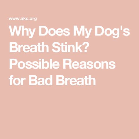 Why Does My Dog's Breath Stink? Possible Reasons for Bad Breath Bad Breath In Dogs Remedies, How To Get Rid Of Bad Dog Breath, Dog Bad Breath Remedy, Dogs Breath Stinks, Stinky Dog Breath, Bad Dog Breath, Dog Dental Health, Stinky Dog, Detection Dogs