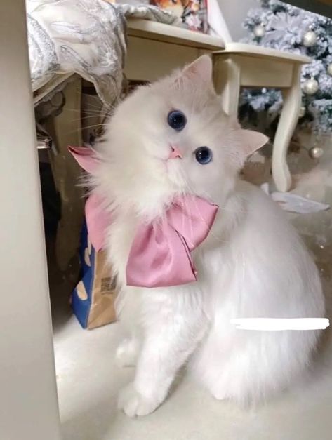 Turkish Angora Cat, Angora Cats, Dog Mommy, New Tesla, Persian Kittens, Gorgeous Cats, Cute Cats Photos, White Kittens, Cat Behavior