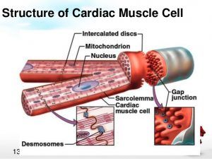 Histology of the heart, Cardiomyocytes types, Ultrastructure & features of cardiac muscle fibers Cardiac Muscle Tissue, Muscle Cell, Cardiac Muscle Cell, Cardiac Muscle, Nursing School Life, Cell Diagram, Muscular System, Teaching Biology, Serbia And Montenegro