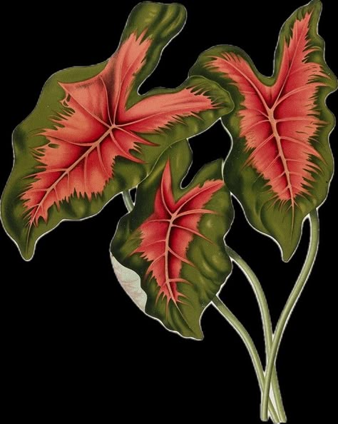 Plant Sketches, Leaf Drawing, Tropical Prints, Plant Drawing, Plant Painting, Tropical Art, Painted Leaves, Plant Illustration, Flower Art Painting