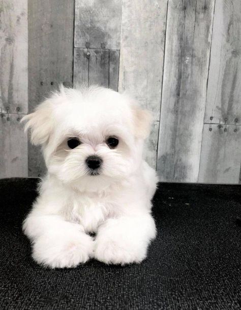 Anjing Maltese, Top 10 Dog Breeds, Maltese Puppies, Maltipoo Puppy, Super Cute Puppies, Good Dog, Cute Little Puppies, Maltese Puppy, Maltese Dogs