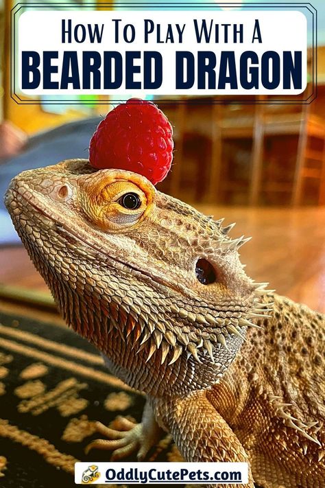 Bearded Dragon Play Ideas - Learn how to play with a bearded dragon Diy Bearded Dragon Enclosure, Bearded Dragon Diy, Dragon Pet, Bearded Dragon Enclosure, Bearded Dragon Terrarium, Bearded Dragon Cage, Bearded Dragon Food, Bearded Dragon Habitat, Bearded Dragon Diet