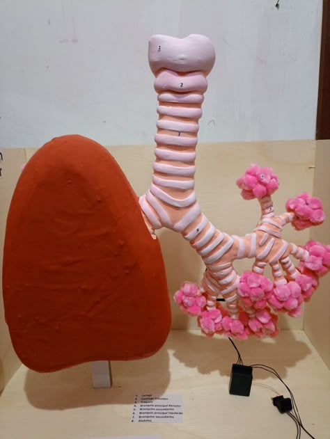 Lungs Model, Biology Models, Biology Science Fair Projects, Lung Model, Body Systems Project, Science Exhibition Ideas, Human Body Science Projects, Human Body Projects, Human Body Science