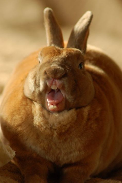 Cook the ginger bunny... What You Eat, Healthy Teeth, Lungs, Eating Healthy, Dental Health, Healthy Foods To Eat, Animal Kingdom, Mammals, Healthy Food