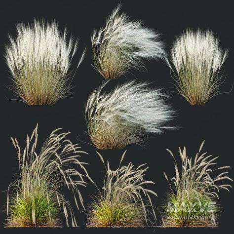 Stipa Tenuissima Ostnica Mocna Pony Tails and Calamagrostis Acutiflora Karl Foerster Calamagrostis Acutiflora, Paving Texture, Outdoor Technology, Pony Tails, Shop Doors, Material Library, Decorative Plaster, Organic Modern, Dining Table Chairs