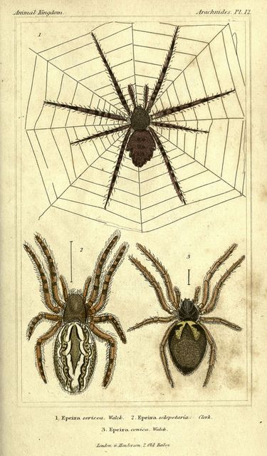 Lots of wonderful vintage illustrations of spiders. Vintage Fall Images, Types Of Spiders, Vintage Spider, Halloween Labels, Thanksgiving Images, Spider Art, Halloween Vintage, Theme Halloween, Scientific Illustration